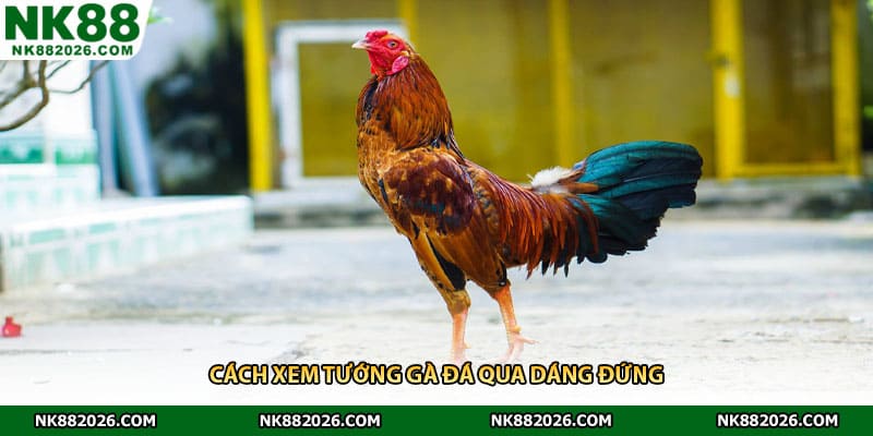 Cách xem tướng gà đá qua dáng đứng