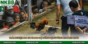 Trải Nghiệm Đá Gà VR 360 Độ Sống Động Từng Khoảnh Khắc